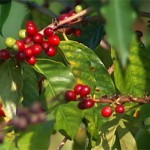 Cherries, ripe and ready in Kona