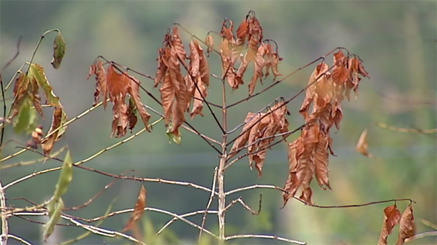 Kona Coffee under drought