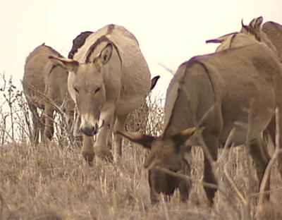 Donkeys in Waikoloa