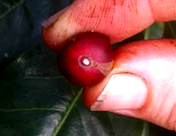 Kona coffee berry borer pesticide given OK on experimental basis