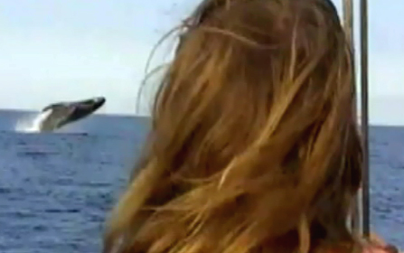 VIDEO: Whale watching in Hawaii is a scream, for some