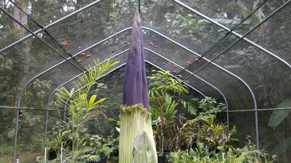 VIDEO: Corpse flower blooms in Hilo, Hawaii on Easter