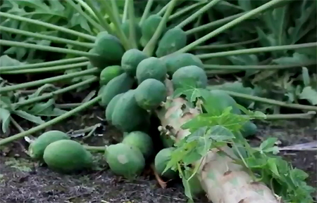 VIDEO: Hawaii papaya farms attacked, farmers hui in Puna
