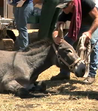VIDEO: Donkey clinic prepares herd of hundreds for new homes