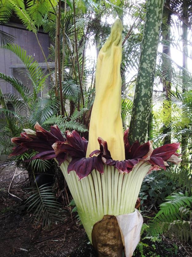 VIDEO: “Stinky 1” corpse flower blooms, second in Hilo this year