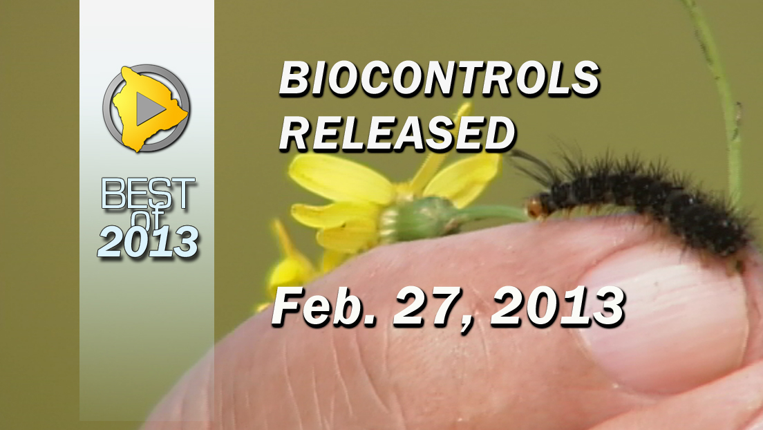 VIDEO: Biocontrols crawl onto Hawaii Island