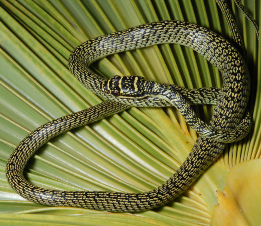 Juvenile ornate tree snake (Chrysopelia ornate), courtesy Hawaii Dept. of Agriculture