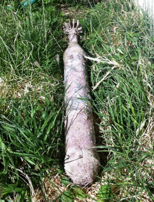UXO found by a diver in waters off Hapuna Beach, courtesy Hawaii State DLNR.