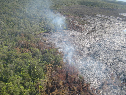 USGS photo: A wider view of a portion of the Kahaualeʻa 2 flow margin at the forest boundary.