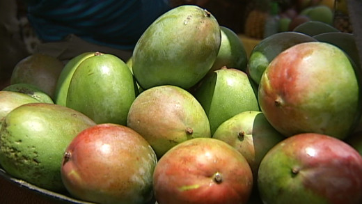 A pile of fresh mangoes ready to be eaten