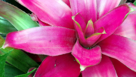 Bromeliad Flower at US Botanic Garden, adapted from a photo by Omer Fancy