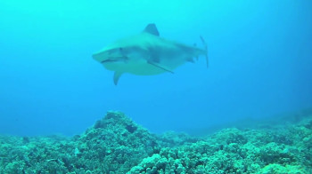 Screen capture of Lavern the tiger shark