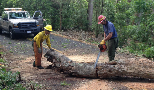 Hawaii Volcanoes National Park fire crew members Andrew Lee (left) and Al Aviles (right) dismantle and remove a large fallen koa tree on Mauna Loa Road Tuesday morning.  (NPS Photo: J. Ferracane)