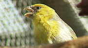 The rare palila bird, endemic to Hawaii