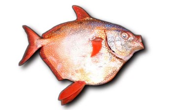Moonfisch, Lampris guttatus