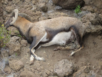 Dead sheep on left on Mauna Kea, from MaunaKeaMassacre.com