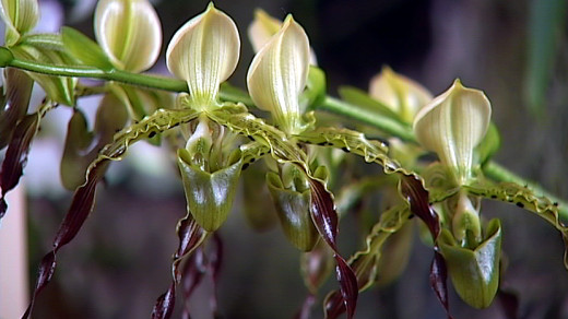 0805orchids03