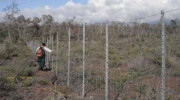 Ungulate-proof fencing protects regrowing māmane forest on the  slopes of Mauna Loa on Hawai`i. Photo by Colleen Cole