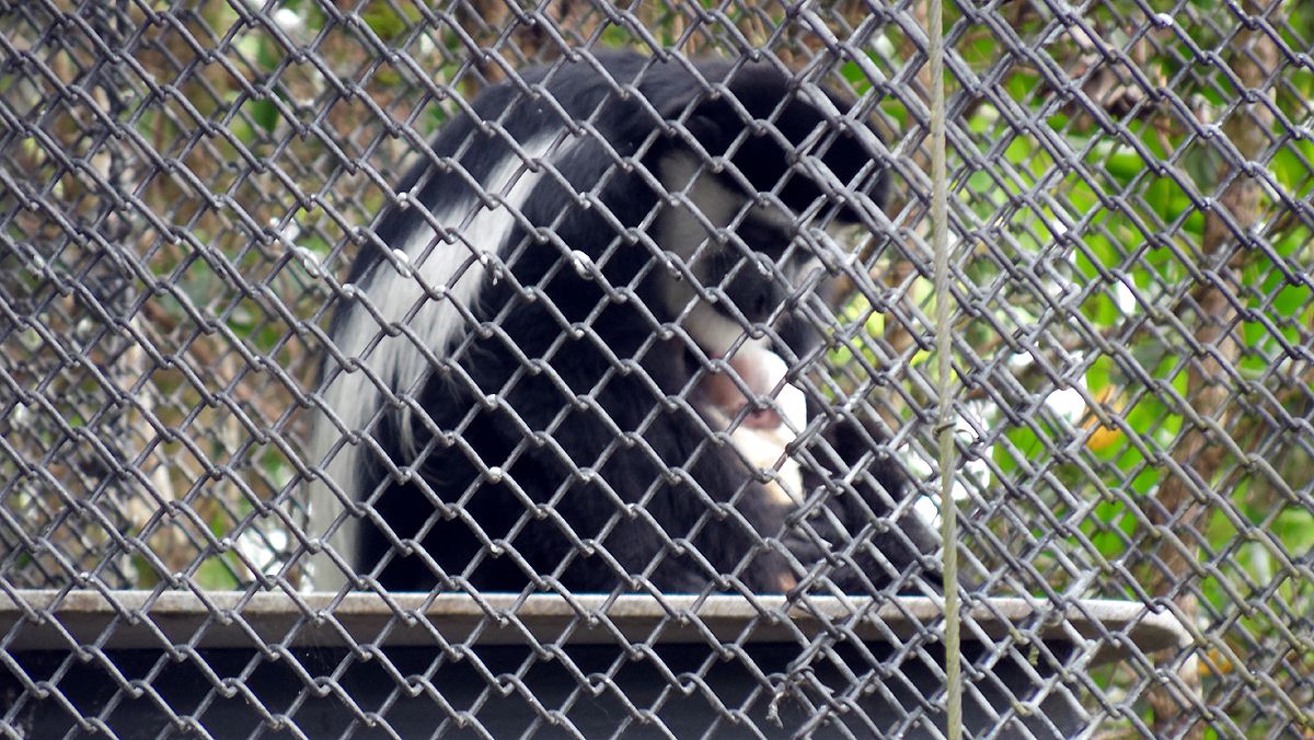 Colobus Monkey born at Pana‘ewa Rainforest Zoo and Gardens