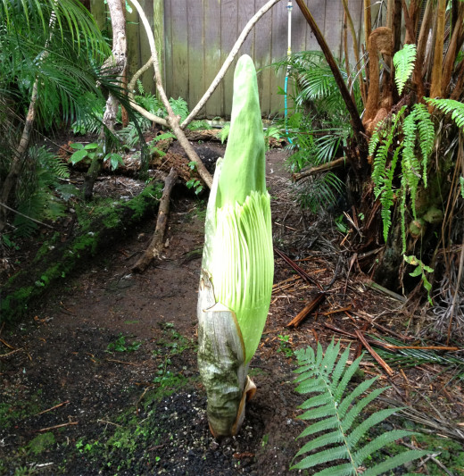 The corpse flower has started to bloom in Hilo