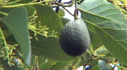 Sharwil avocado grows in Kona