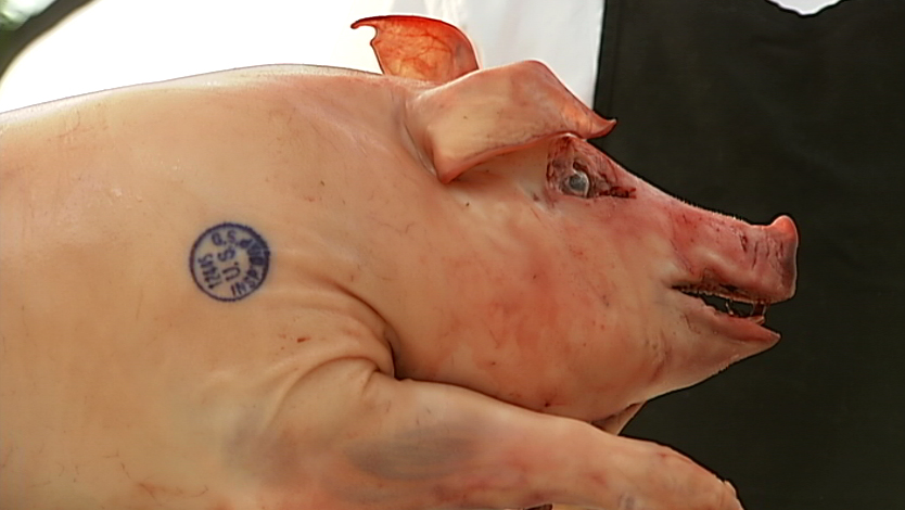 VIDEO: Cochon Island good PR for Hawaii feral pig
