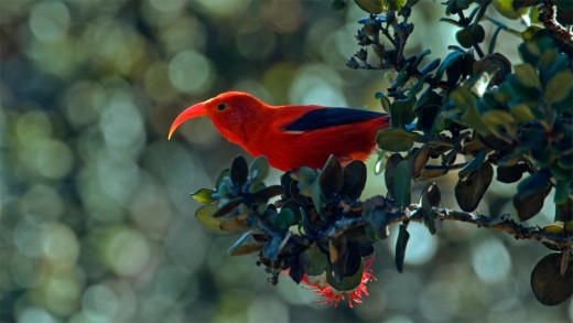  I‘iwi (photo by Manfred Kusch via DLNR) 