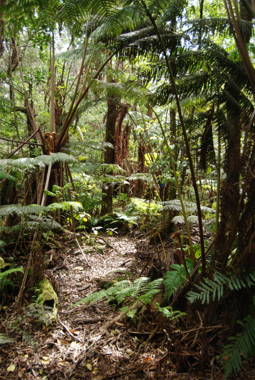 Pu‘u Maka‘ala Forest Trail (DOFAW photo) 