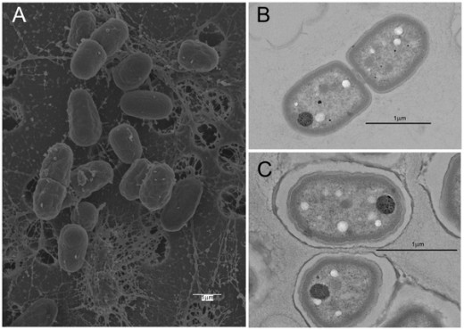 (from the Research article) Figure 1. Scanning electron micrograph of Gloeobacter kilaueensis JS1T cells grown in modified BG-11 liquid medium. show more Dividing cells are near the top and left of the image. Note mucilaginous material among the cells. Scale bar is 1 µm.