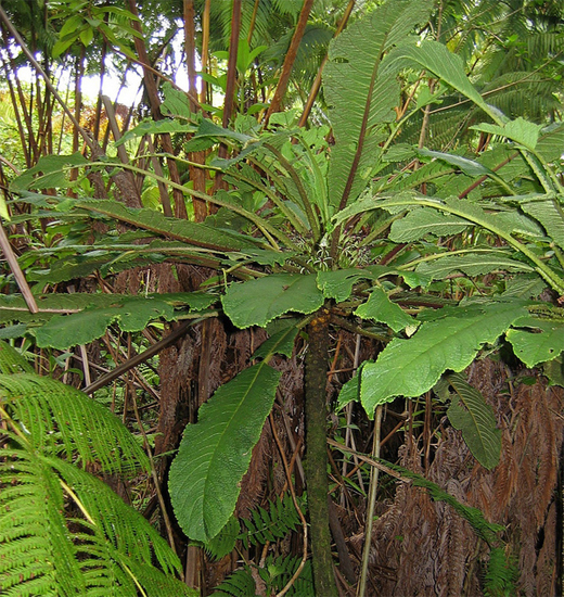 Cyanea tritomantha, Photo Courtesy Karl Magnacca