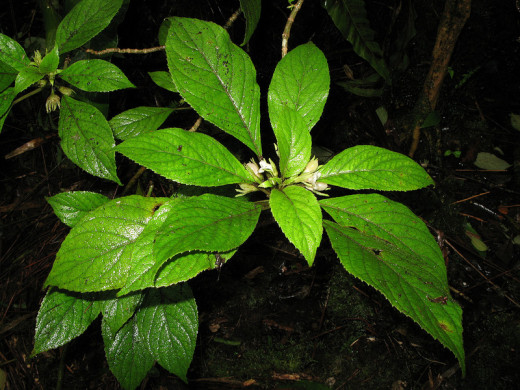 Cyrtandra nanawaleensis, Photo Courtesy of Karl Magnacca