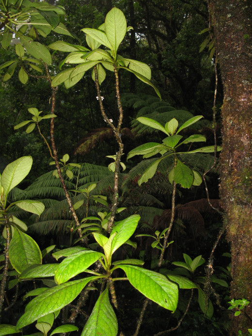 Cyrtandra Wagneri, courtesy Karl Magnacca