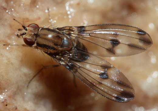 Drosophila digressa, courtesy Karl Magnacca