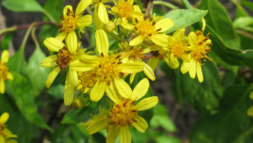 Bidens Micrantha, by  C. Harrington/USFWS