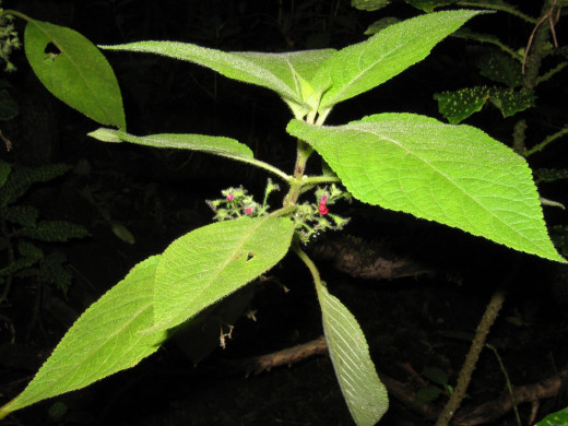 Phyllostegia floribunda, courtesy Karl Magnacca