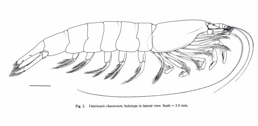 Vetericaris chaceorum