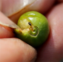 A small coffee berry borer emerges from a coffee cherry in the hands of a Kona farmer. (courtesy Hawaii County, 2010)