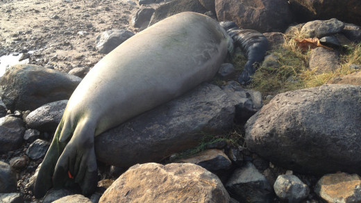 photo of mommy monk seal and her new pup, courtesy Hawaii County Dept. of Parks and Recreation