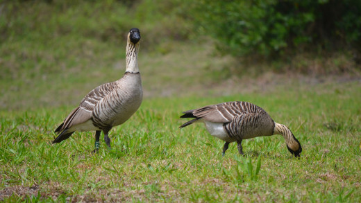 NPS Photo/Charlotte Forbes-Perry | A 3-year-old female nēnē focuses on fattening up for nesting season, while her mate stands guard. 