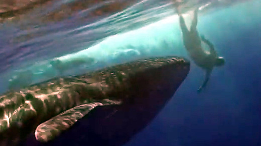 Whale Shark meets divers off Kona