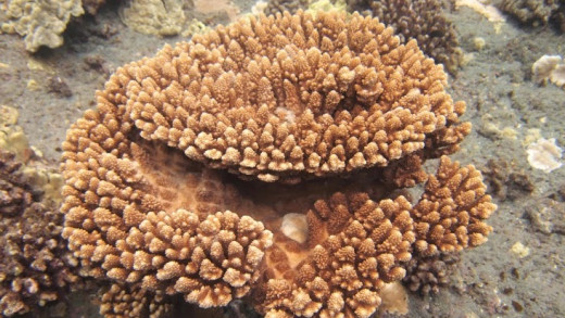 Acropora gemmifera encrusting form, photo courtesy DLNR