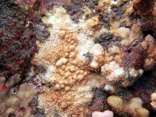 Large colony of Acropora gemmifera with white tumor (growth anomaly) just below center of image, photo courtesy DLNR