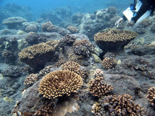 Multiple colonies of Acropora gemmifera. Photos by DLNR Division of Aquatic Resources