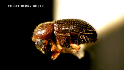 Coffee Berry Borer photo from Hawaii Dept. of Agriculture