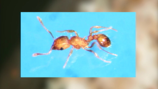 Little Fire Ant image from Hawaii Dept. of Agriculture