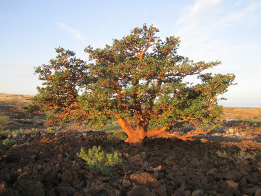 courtesy Waikoloa Dry Forest Initiative