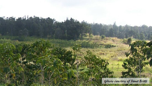 Honolulu Coffee Farm lands, via the PONC 2013 Report to the Mayor.