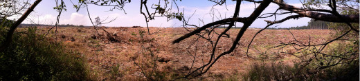 Panorama of the Kalopa clear cut, by GB Hajim. Click the pic for a larger view.