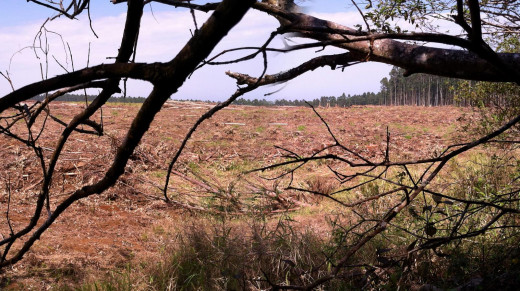 The scene just north of Kalopa State Park, by GB Hajim