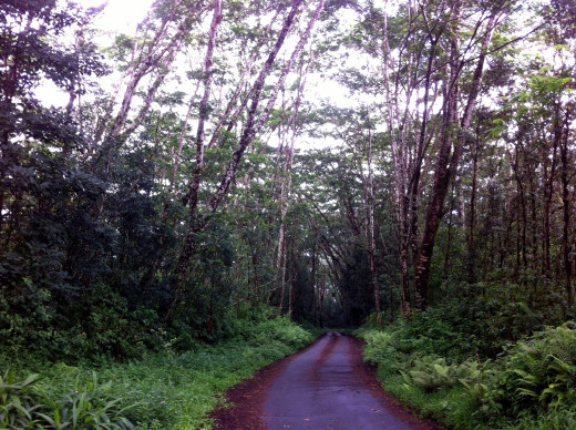 Albizia along Upper Puna Road (before tree work), courtesy BIISC